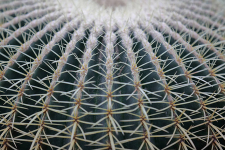 Cactus常年开花植物家族稀有的图片