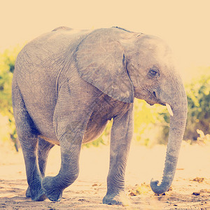 非洲野生大象幼崽非洲大象具有逆向Instagram图片