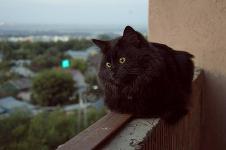 黑猫坐在阳台的栏杆上图片