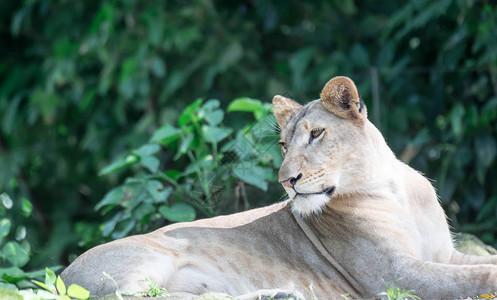 非洲女狮子或女狮子PantheraLeo图片