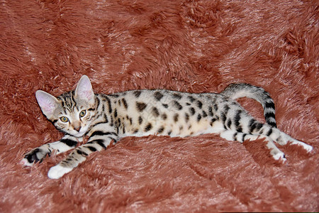 斑点小猫爬到沙发上图片
