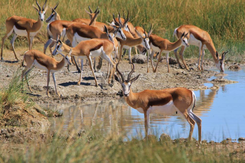 Springbok非洲图片