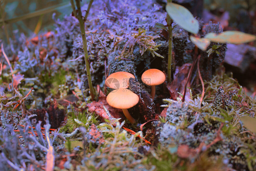 紫色调的小蘑菇的美丽迷幻形象图片