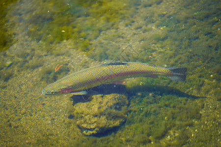 河里的虹鳟鱼图片