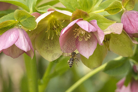 蜜蜂为雪玫瑰花授粉图片