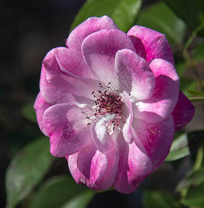 一朵美丽的野玫瑰花图片