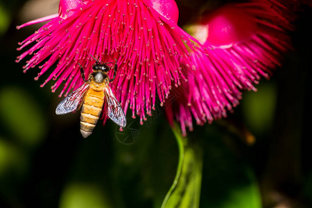 从Pomarac花朵收集花粉的蜜图片