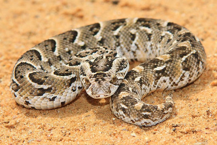 夜蝰蛇非洲蛇图片