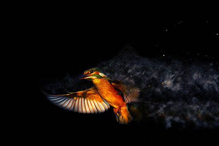 飞来去的多彩鸟类捕鸟王分散喷发效图片