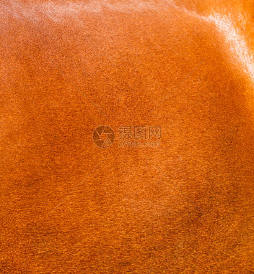 棕色马的皮肤皮肤的纹理是马的近身图案图片
