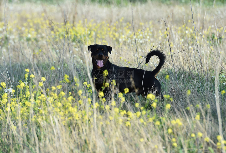 跑在绿色领域的罗威纳犬图片