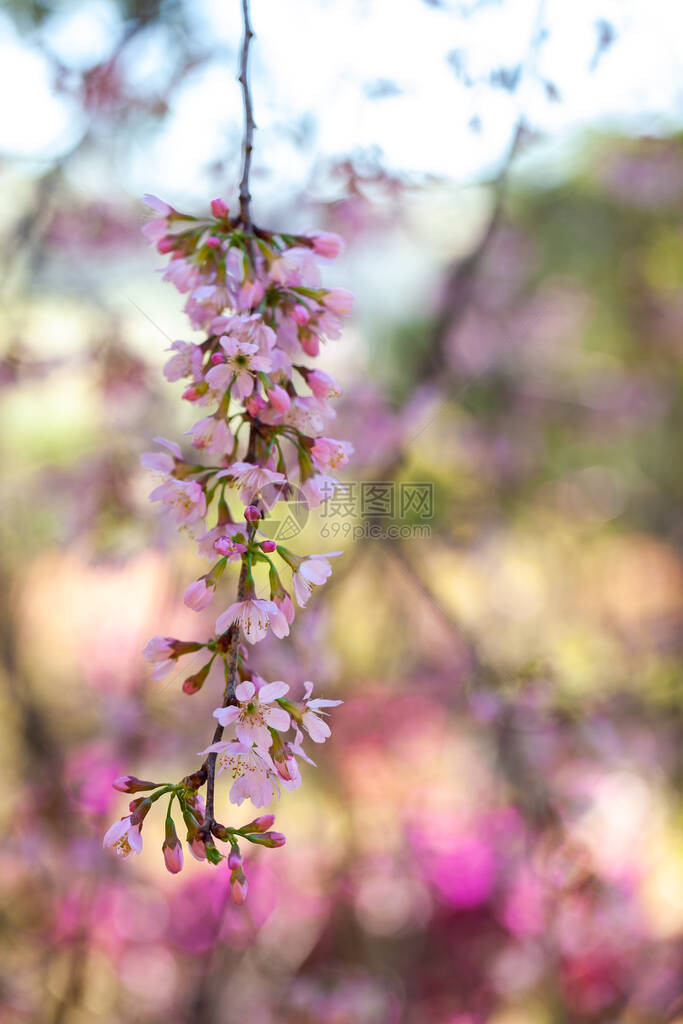 樱花樱花日本樱花图片