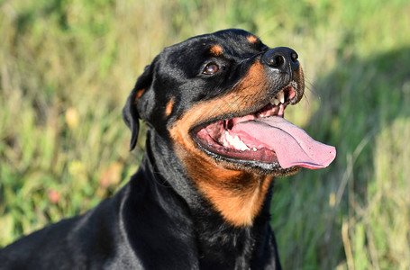 跑在绿色领域的罗威纳犬高清图片