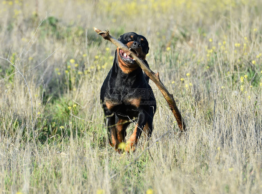 跑在绿色领域的罗威纳犬图片