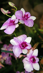紫色和白色的美丽的兰花图片