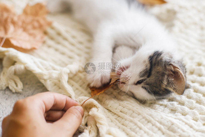 可爱的小猫在柔软的毯子上玩秋叶图片