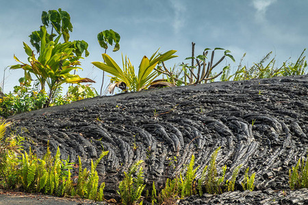 1990年基拉韦厄火山喷发的硬化黑色熔岩场创造了新的海滩蓝色云景下的年轻绿色蕨类图片