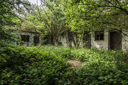 废弃农舍的杂草丛生的庭院图片