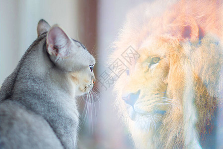 看着视自己为狮子自尊或欲望的概念图片