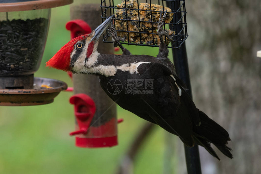 Piileated啄木鸟挂在羊脂喂食器上图片