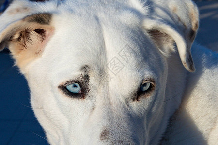 葡萄牙一只白牧羊犬蓝眼图片