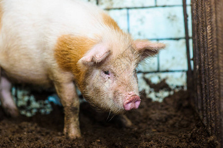 农场上的猪背景图片