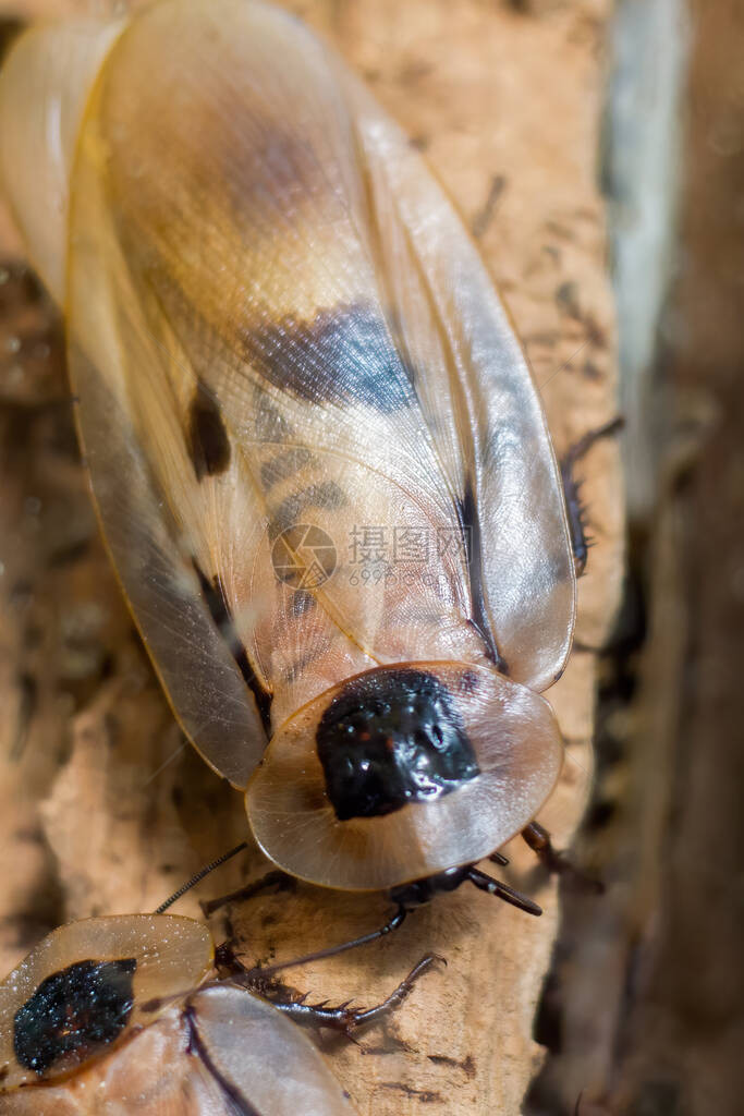 一只巨大的棕色蟑螂坐在树上热带图片