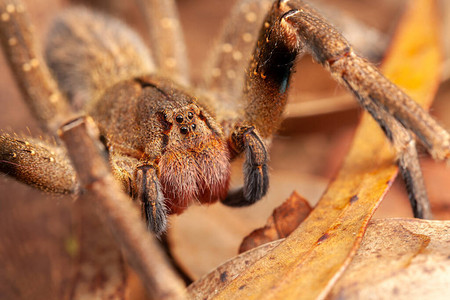 巴西漫游蜘蛛危险有图片