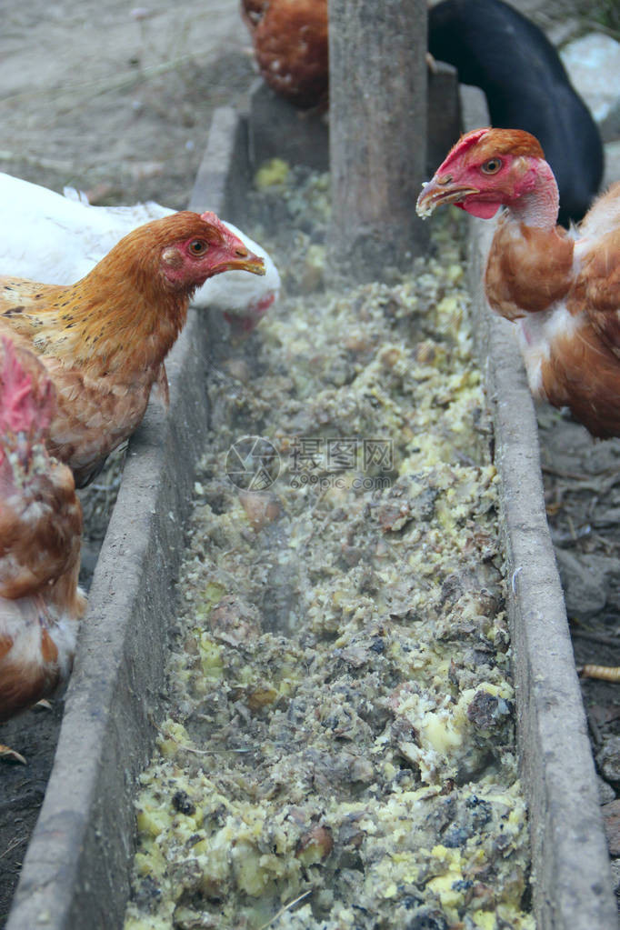 母鸡在家禽场吃东西家禽在农场饲养家禽农场图片