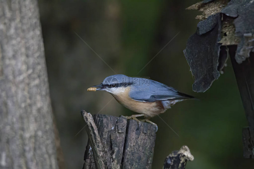 Nuthatch在树上吃东西有图片