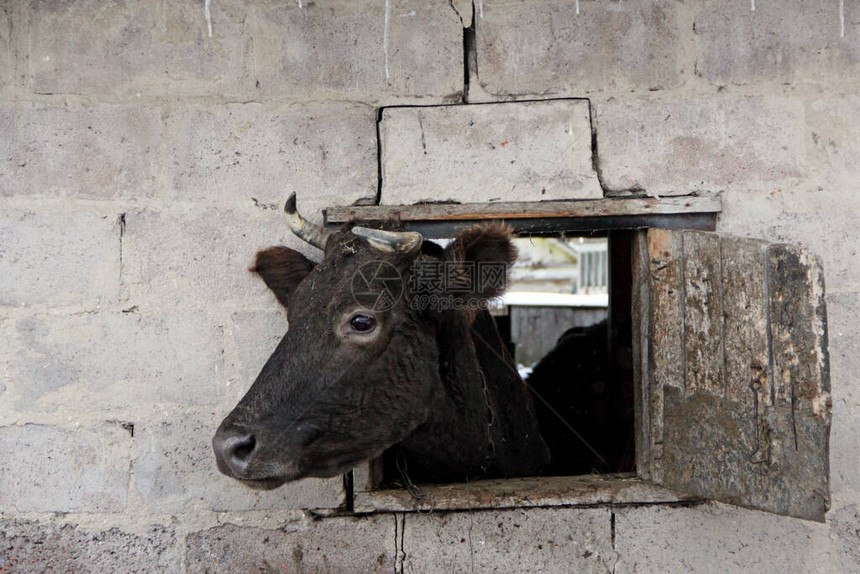 在砖墙上从棚屋窗外望向外的奶牛把头露图片
