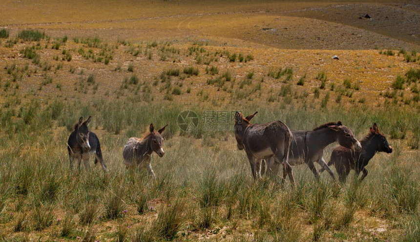 一小群家庭驴子在山地草原上游荡图片