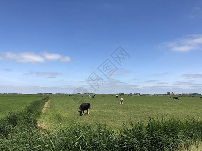 荷兰弗里斯兰草地上的奶牛图片