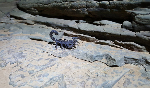 蝎子在摩洛哥沙漠中吃虫子高清图片