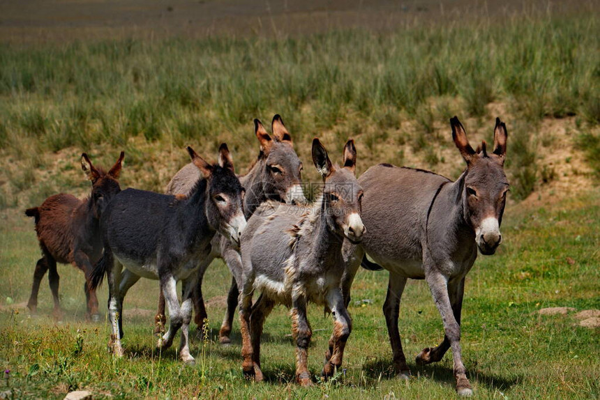 一小群家庭驴子在山地草原上游荡图片