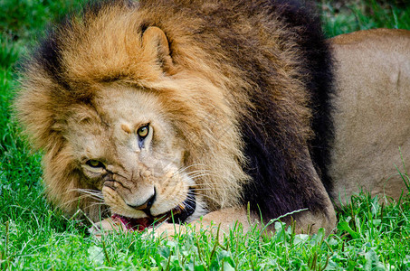 狮子吃一块肉图片