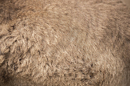 澳大利亚袋鼠毛皮的图片