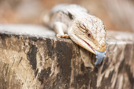 蓝舌石龙子也被称为蓝舌蜥蜴图片