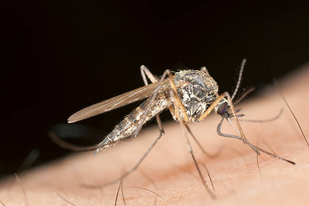食用人类的蚊图片