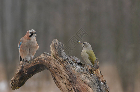 野灰头啄木鸟vs欧亚栖息在三图片