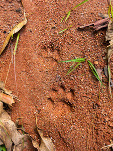 野猫在泥土上的脚步图片
