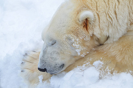 北极熊睡在雪地里图片