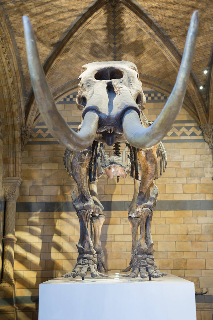 伦敦自然历史博物馆里的巨图片