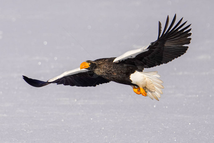 冬天的斯特勒海鹰图片