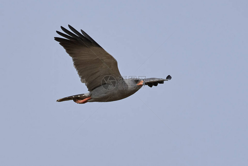 在冈比亚的自然栖息地中吟唱苍鹰图片