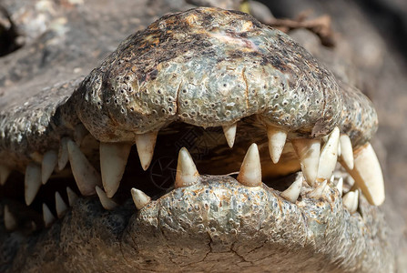 特写鳄鱼牙齿在嘴里孤立的背景图片