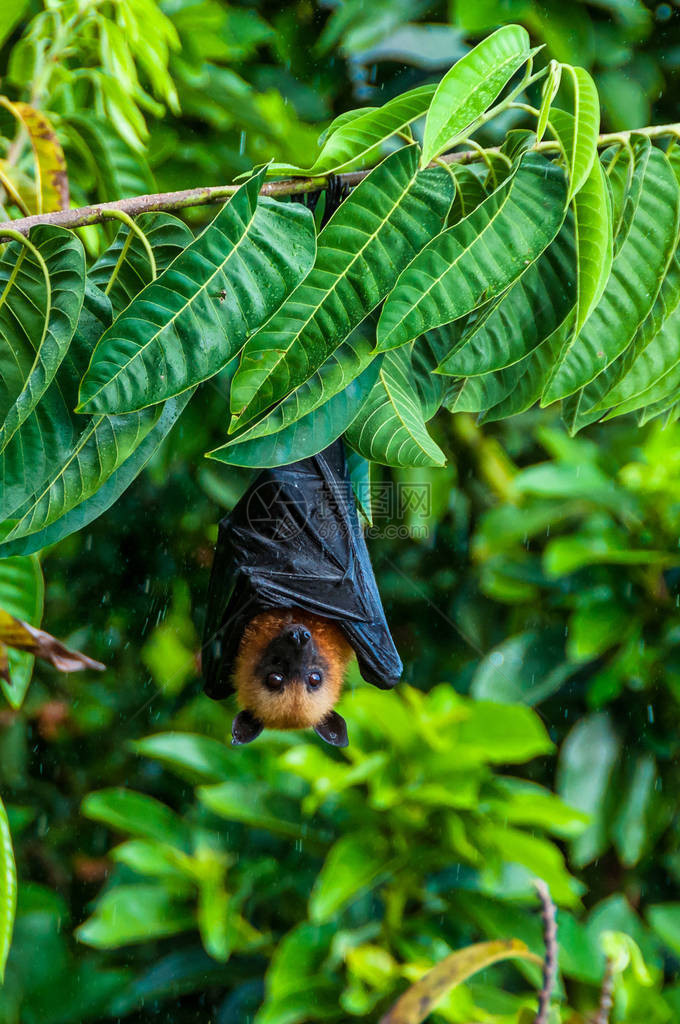 一只塞舌尔水果蝙蝠或飞狐PteropusSeychellensis悬挂在塞舌尔拉迪格图片
