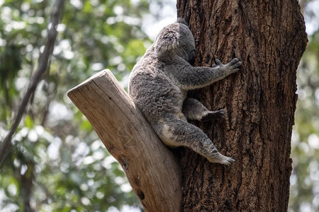 Koala在Currumbin野生动图片