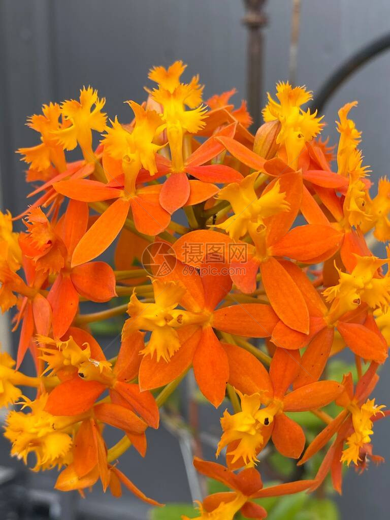 Epidendrumradicans花的照片图片