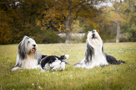 大胡子牧羊犬和贵宾犬小狗躺在草地上秋季图片